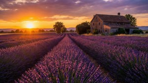 Lavender Field Sunset