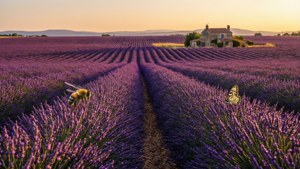 Lavender Field Sunset