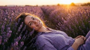 Lavender Field Sunset