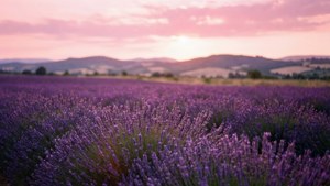 Lavender Field Sunset