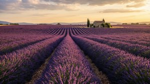 Lavender Field Sunset