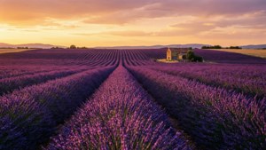 Lavender Field Sunset