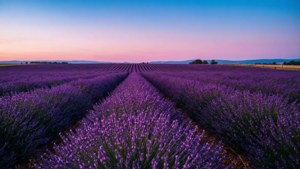 Lavender Field Twilight