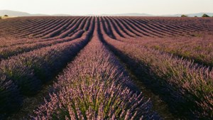 Lavender Fields at Sunset