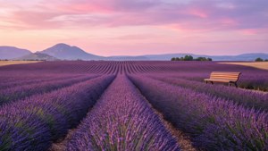 Lavender Fields Dream