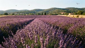 Lavender Fields Forever