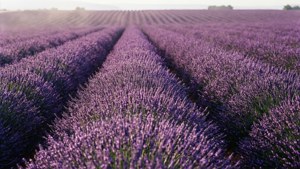Lavender Fields Forever