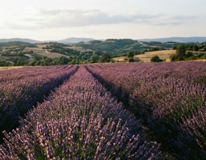 Lavender Fields Forever