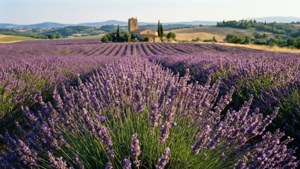 Lavender Fields Forever