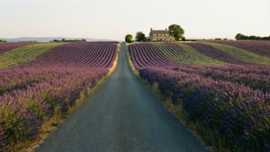 Lavender Fields Forever