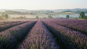Lavender Fields Horizon