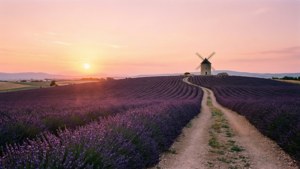 Lavender Fields Sunrise