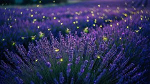Lavender Firefly Dusk