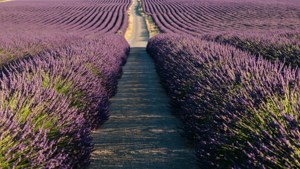 Lavender Path