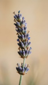 Lavender Stem Close-Up