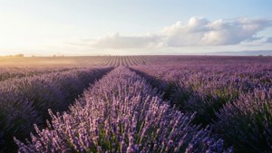 Lavender Sunrise Field
