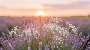 Lavender Sunset Field