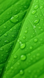 Leaf Drops Vertical