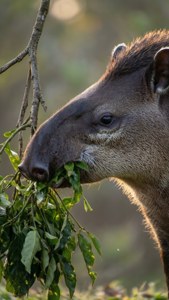 Leaf Eater