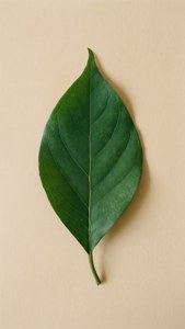 Leaf Harmony