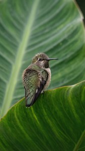 Leaf Lookback
