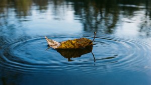 Leaf on Water
