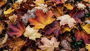 Leaf Pile Texture