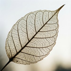 Leaf Skeleton Detail
