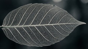 Leaf Skeleton Veins