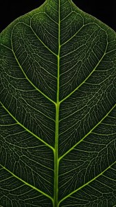 Leaf Vein Abstract