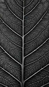 Leaf Vein Macro