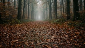 Leafy Forest Path