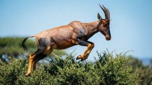 Leap Across the Bush