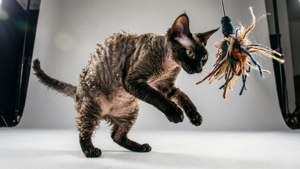 Leap for Joy