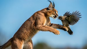 Leap of Faith