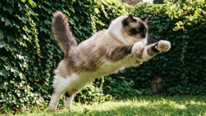 Leap of Joy