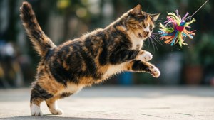 Leap of Joy