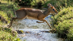 Leaping Dik-dik Over Stream