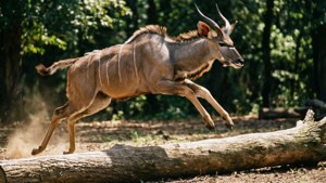 Leaping Kudu
