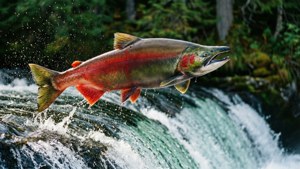 Leaping Sockeye Salmon