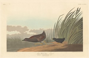 Least Water-hen