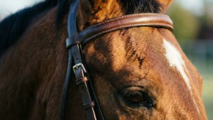 Leather Bridle Close-Up