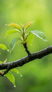 Leaves and Green Sky