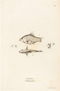 Lebia (L'Ellipsoidea)