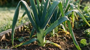 Leek Garden Morning