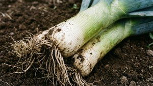 Leek Roots Macro