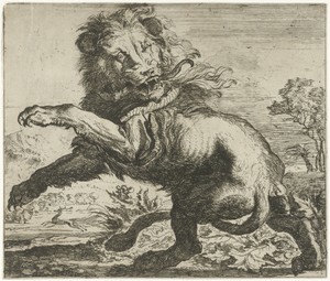 Leeuw en slang in gevecht