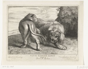 Leeuw met leeuwin