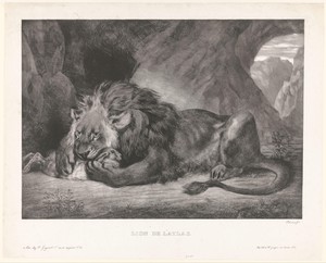 Leeuw verschalkt konijn in een grot