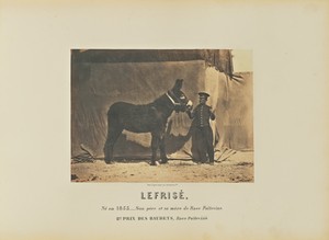 Lefrisé